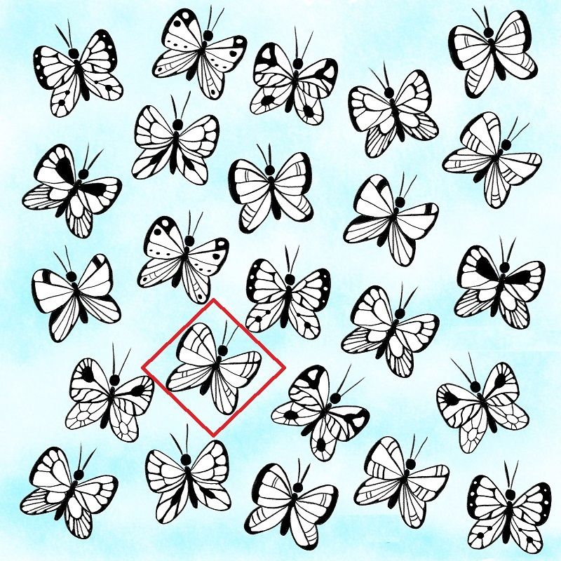 پروانه با الگوی منحصر به فرد را پیدا کنید (معمای تصویری)