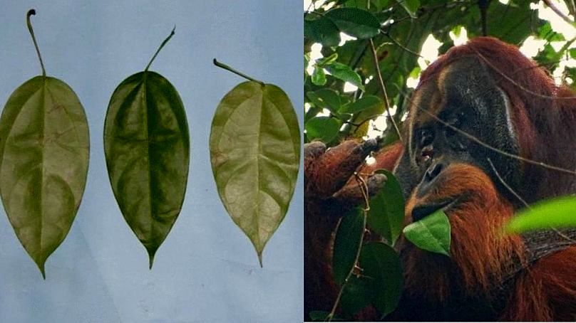 اورانگوتان پارک ملی اندونزی در حال مصرف گیاه دارویی «آکار کونینگ»