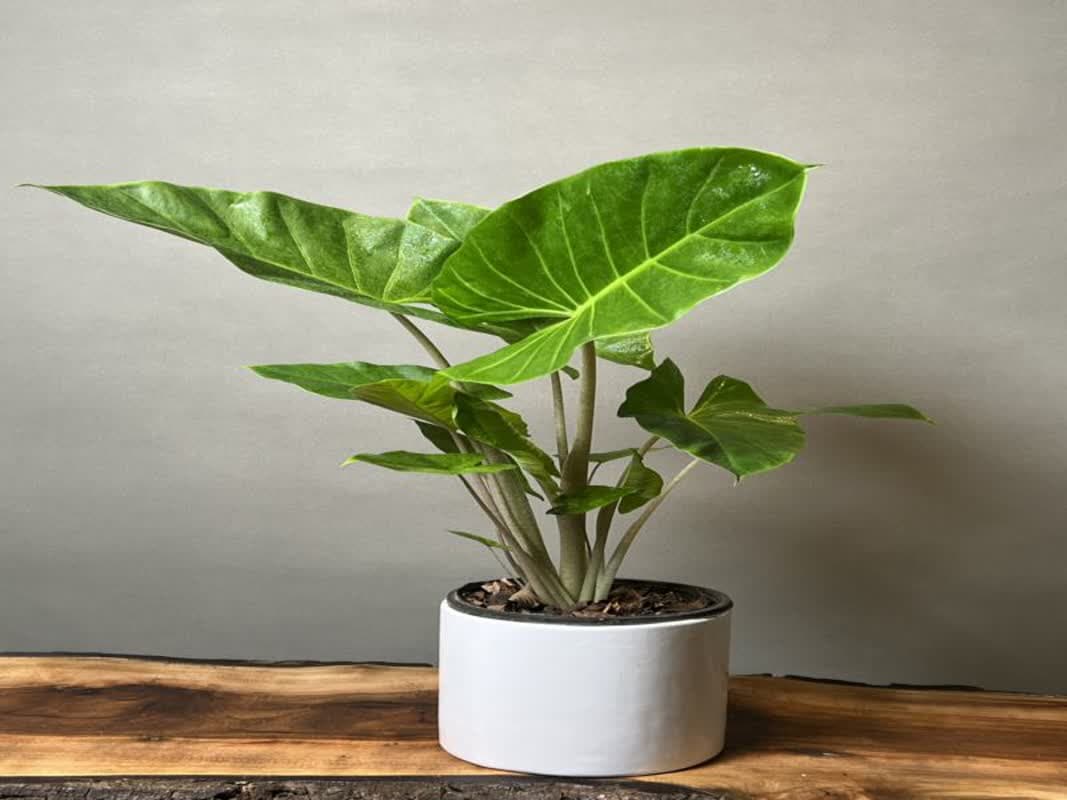 10 گیاهان آپارتمانی که باعث شادابی و تمیزی هوا داخل منزل می_شوند - تصویر 5