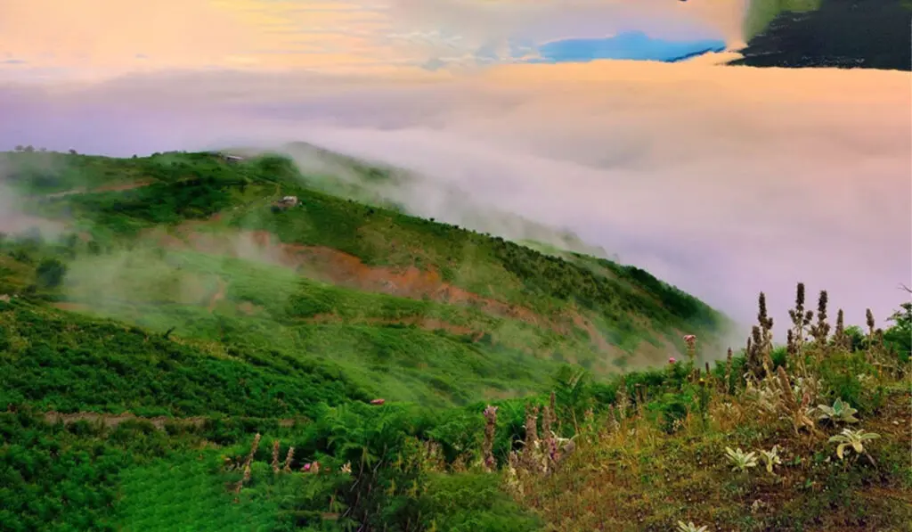 جنگل های هیرکانی