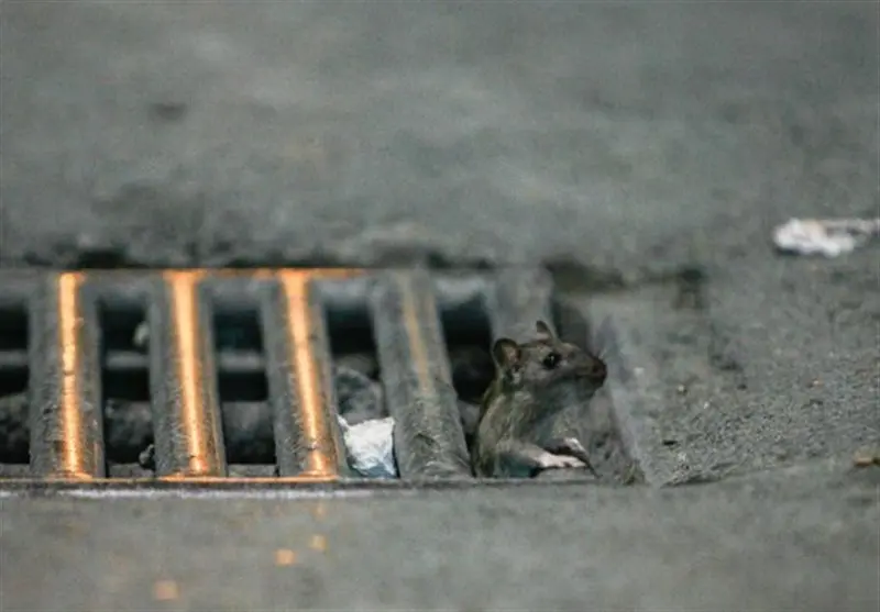 139506261512534398673254