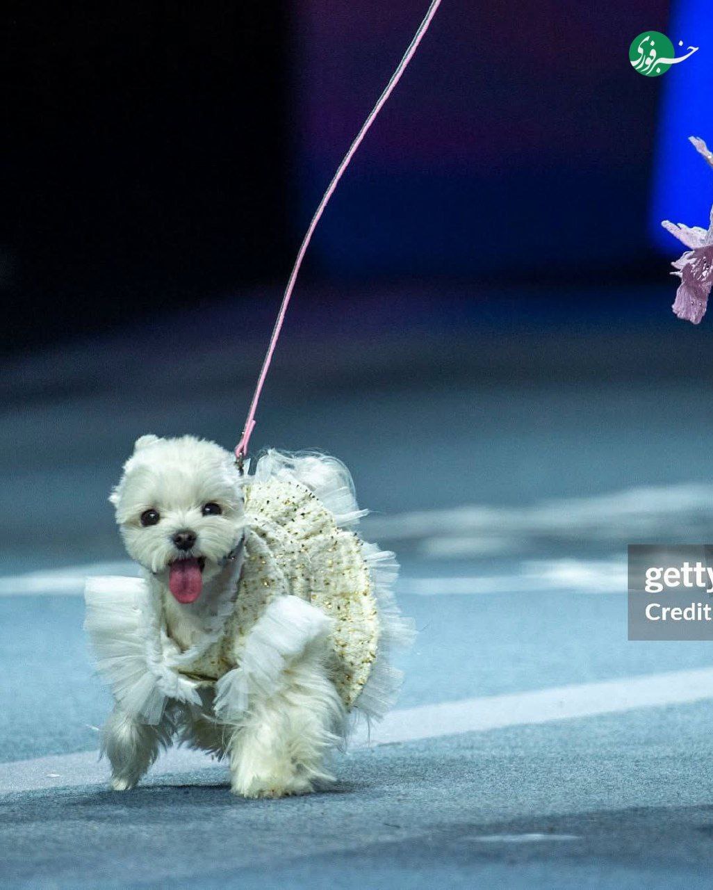 photo_۲۰۲۵-۱۱-۰۸_۰۲-۵۸-۰۶