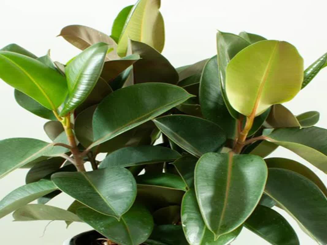 10 گیاهان آپارتمانی که باعث شادابی و تمیزی هوا داخل منزل می_شوند - تصویر 8