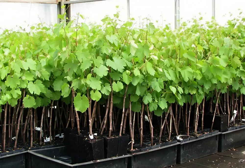 نهالستان انگور