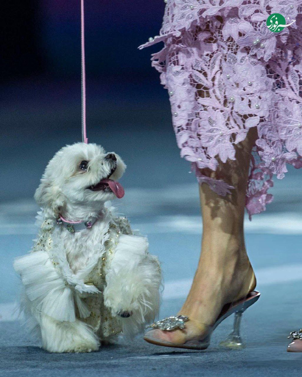 photo_۲۰۲۵-۱۱-۰۸_۰۲-۵۸-۰۶ (4)