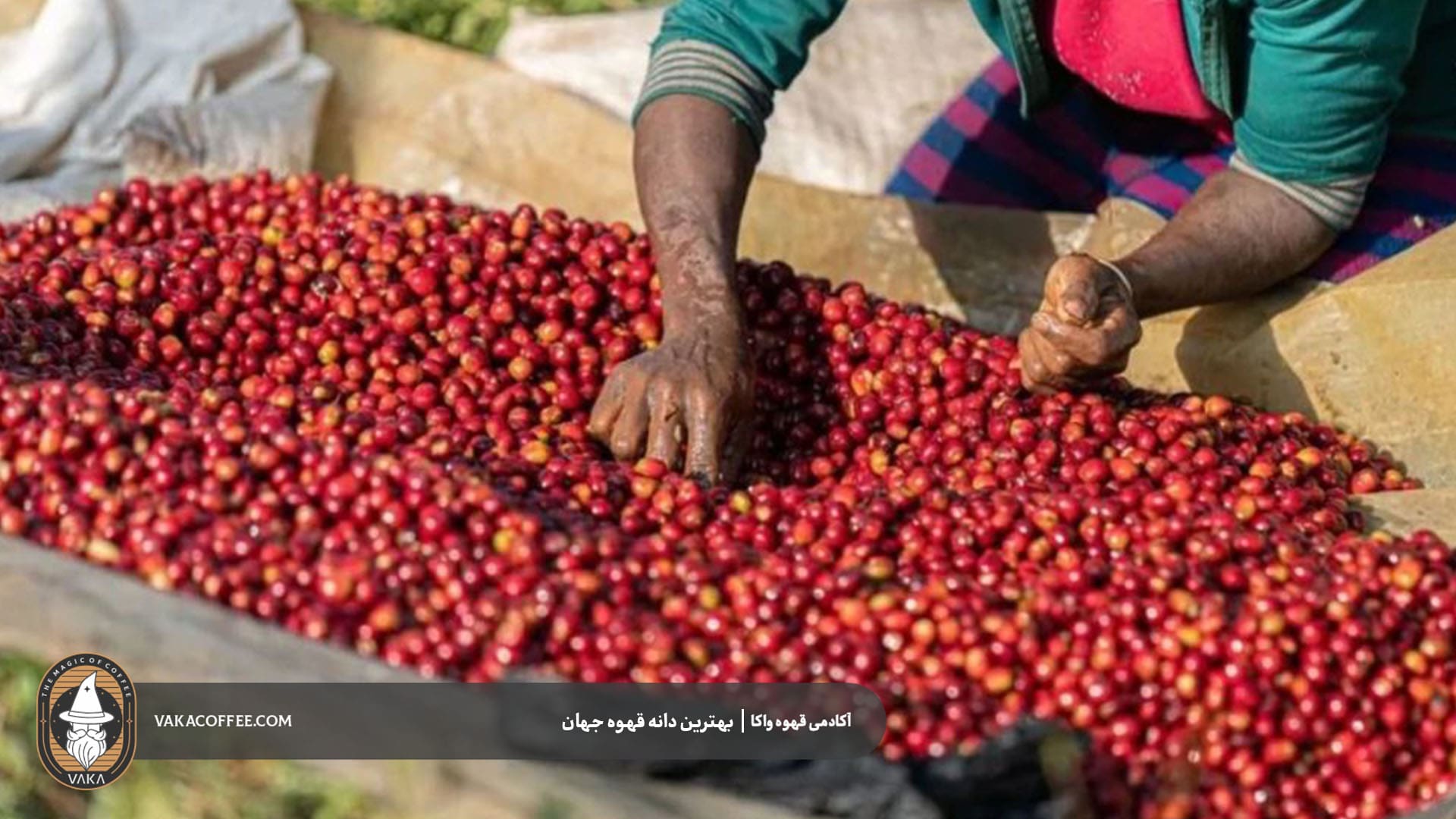 بهترین دان قهوه در جهان - تصویر 3