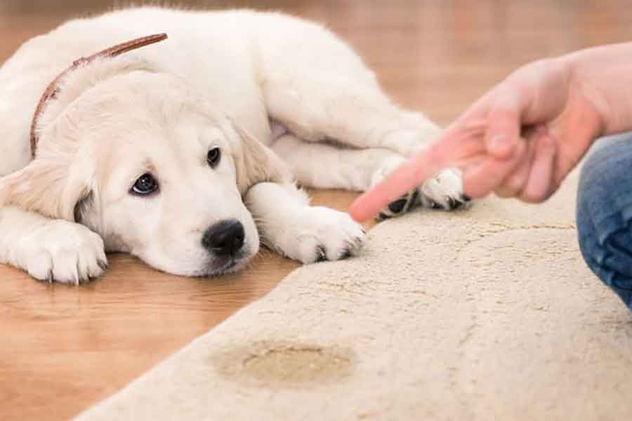 نحوه شستشوی فرش نجس_ شده توسط حیوانات خانگی - تصویر 2
