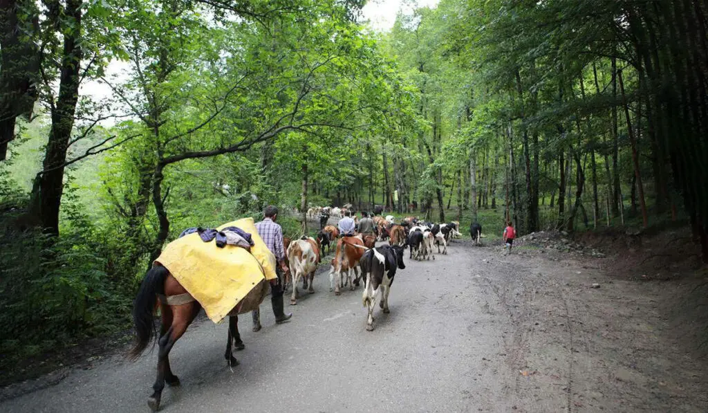 جنگل های هیرکانی