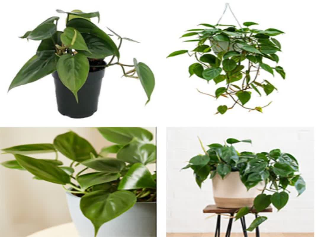 10 گیاهان آپارتمانی که باعث شادابی و تمیزی هوا داخل منزل می_شوند - تصویر 7