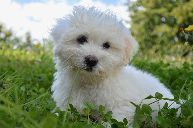 Coton De Tulear - تصویر 2