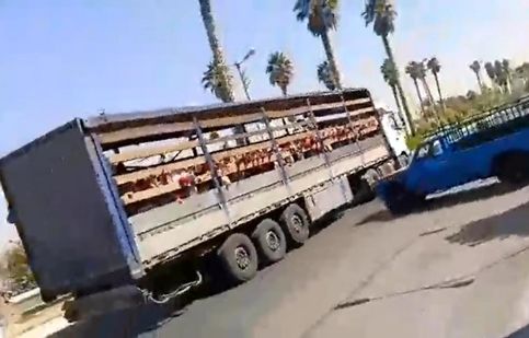 جابجایی دانش آموزان یک مدرسه در جهرم با کامیون/ ویدئو