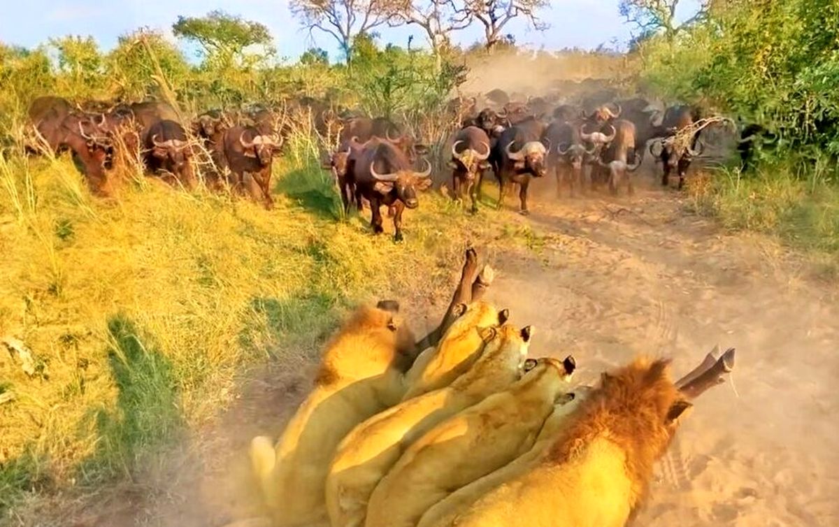 بوفالوی مادر، جان خود را فدای نجات بچهاش از دست شیرها کرد/ ویدئو