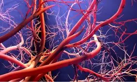 رگ‌های مغز اصول متفاوت و بی‌سابقه‌ای دارند

