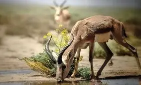 «ایران در قعر جدول جهانی حفظ محیط زیست»/ غذارسانی به حیوانات خیابانی؛ خیانتی علیه حیات وحش