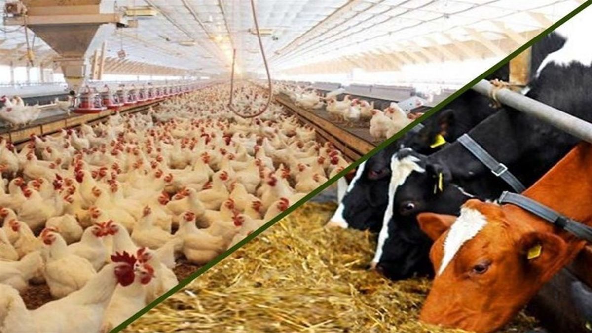داستان تکراری نابسامانی در صنعت دام و طیور آذربایجان غربی