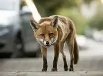 پخش زنده مستند راز بقا وسط پایتخت/ شکار موش توسط روباه/ ویدئو