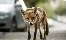 پخش زنده مستند راز بقا وسط پایتخت/ شکار موش توسط روباه/ ویدئو