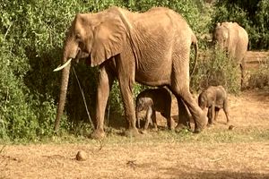 فیل آفریقایی پس از ۲۲ ماه بارداری در پدیده‌ای نادر دوقلو زایید / ویدئو