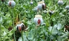 تصویب کشت گل خشخاش (شقایق الیفرا) برای تأمین موادمخدر دارویی کشور