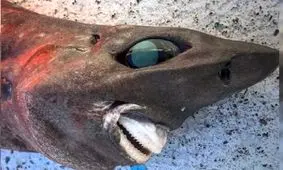 مرموز و عجیب‌‌ترین موجودات دریایی کشف‌ شده