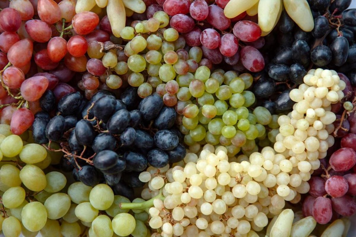 این موقع انگور بخورید چاق میشوید