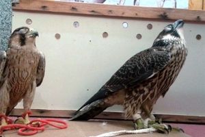 پرنده شکاری قاچاق به‌ارزش ۱۵میلیارد ریال در استان بوشهر کشف شد