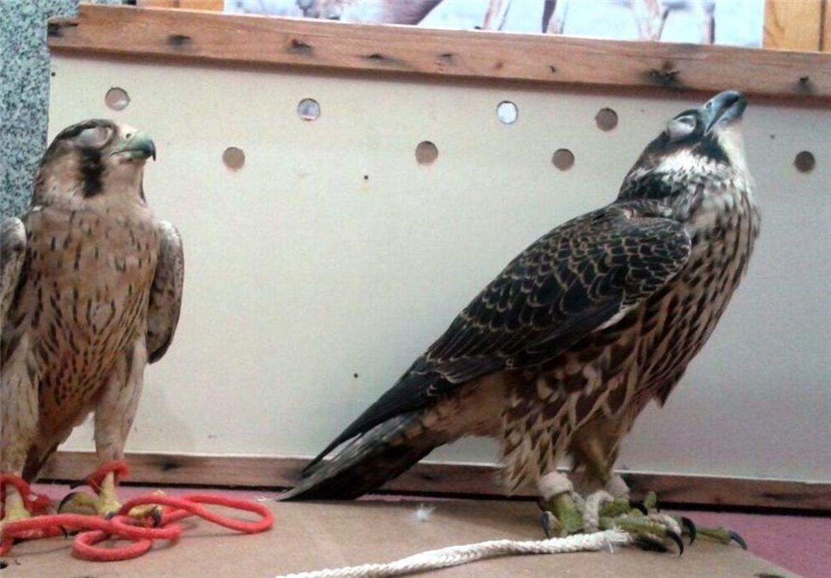 پرنده شکاری قاچاق به‌ارزش ۱۵میلیارد ریال در استان بوشهر کشف شد