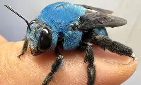 زنبور نجار یا درودگر را از نزدیک دیده اید؟