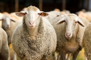 چگونگی خرید گوسفند زنده