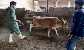 تب برفکی به انسان منتقل می‌شود؟