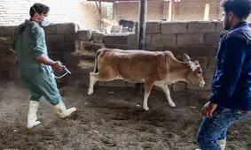 تب برفکی به انسان منتقل می‌شود؟