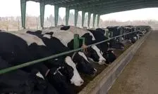 داد گاوداران در آمد؛ ارزها را نفله کردند!