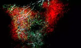 کشف یک سلول جدید در قلب