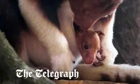 تولد یک کانگوروی رو به انقراض پس از ۹۰ سال/ ویدئو

