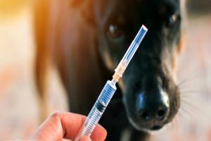 به سگ‌ها بگویید روزهای تعطیل گاز نگیرند، واکسن نیست!