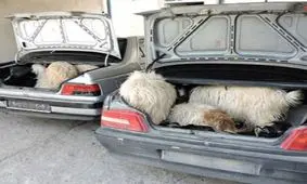 افشای راز باند دزدان حرفه ای در سرقت مسلحانه گوسفندان