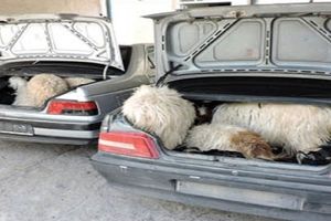 افشای راز باند دزدان حرفه ای در سرقت مسلحانه گوسفندان