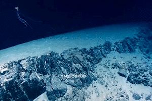 کشف موجود دریایی ناشناخته در اعماق خلیج مکزیک/ ویدئو