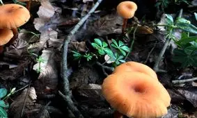 شیوع مسمومیت با قارچ‌های خودرو در فصل بهار

