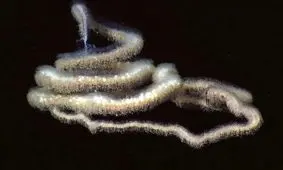 درازترین موجود کره زمین در اعماق اقیانوس