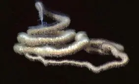 درازترین موجود کره زمین در اعماق اقیانوس