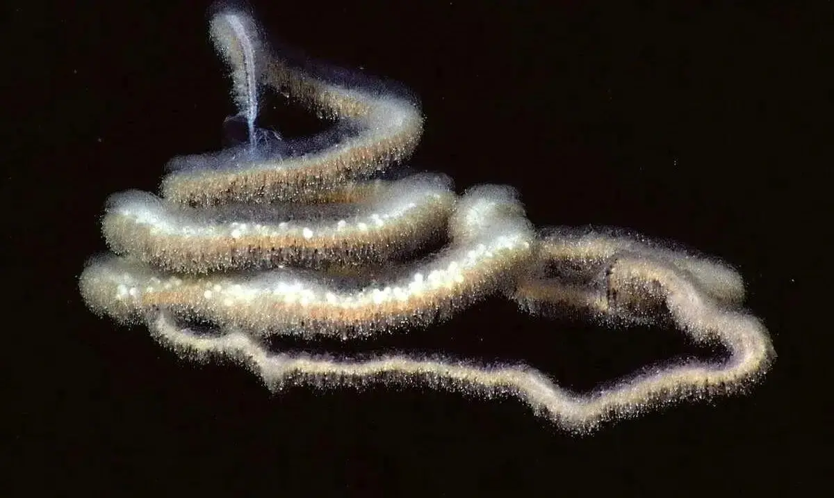 درازترین موجود کره زمین در اعماق اقیانوس