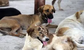 حمله هولناک سگ های ولگرد به پسربچه 9 ساله