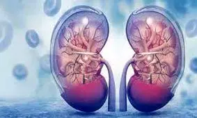 چگونه از کلیه‌های خود مراقبت کنیم؟/ اینفوگرافیک