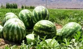 وزیر کشاورزی: از امسال صادرات محصولات آب بر، عوارض دارد