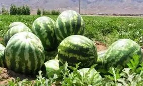 وزیر کشاورزی: از امسال صادرات محصولات آب بر، عوارض دارد