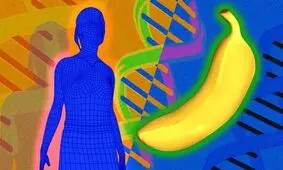 انسان 60 درصد شباهت ژنتیکی به موز دارد/ درباره مرغ و مگس میوه چطور؟