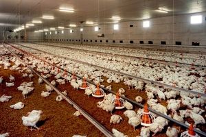علت تلف شدن ۸۵۰۰ قطعه مرغ در گناباد چه بود؟
