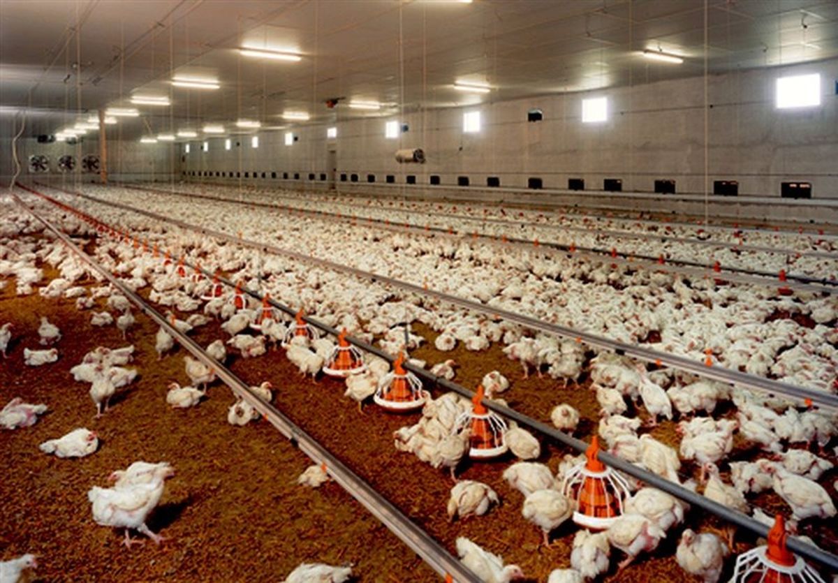 علت تلف شدن ۸۵۰۰ قطعه مرغ در گناباد چه بود؟