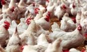 جوجه ریزی مرغ گوشتی در کشور رکورد زد/ خرما هم تنظیم بازاری شد